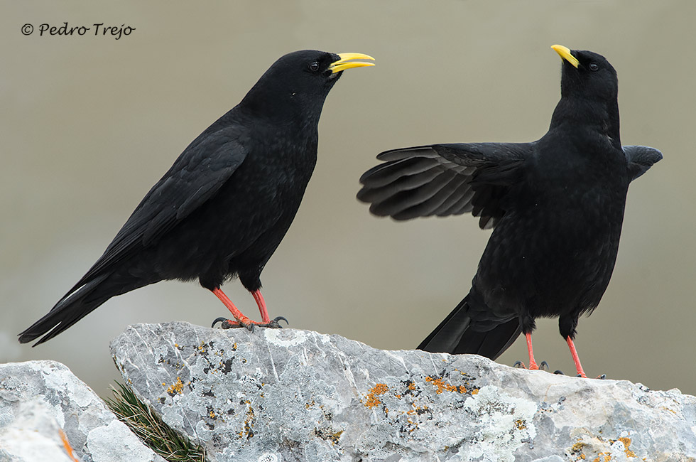 Chova piquigualda (Pyrrhocorax graculus)